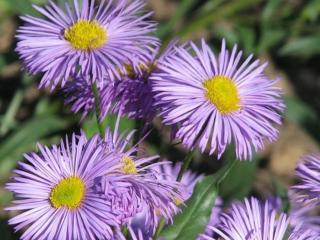 Turan nádherný ´Azure Beauty´ - Erigeron speciosus 'Azure Beauty'