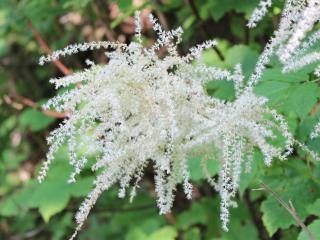 Udatna lesní - Aruncus dioicus var.sylvester Balení: kontejner p9