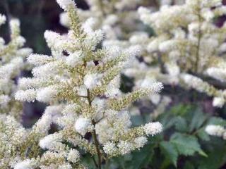 Udatna lesní ´Kneiffii´ - Aruncus dioicus ´Kneiffii´