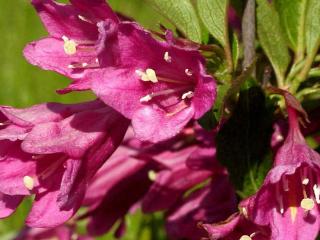 Vajgélie ´Picobbela Rosa´ Balení: kontejner C3