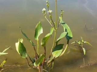 Žabník jitrocelový - Alisma plantago - aquatica