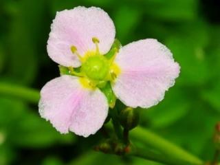 Žabník kopinatý - Alisma lanceolatum