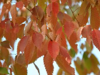 Zelkova pilovitá Balení: bal/kontejner, Tvar: OK 12/14