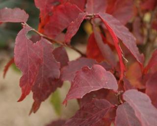 Zelkova pilovitá 'Goblin'