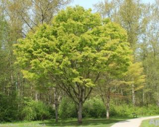 Zelkova pilovitá 'Green Vase'