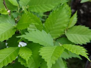 Zelkova pilovitá ´Iruma Sango´