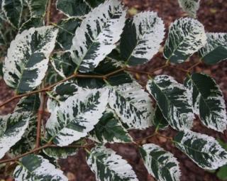 Zelkova pilovitá 'Variegata'