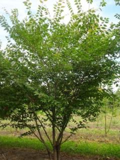 Zelkova pilovitá