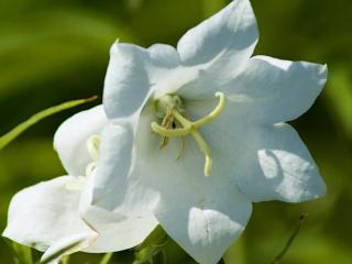 Zvonek broskvolistý ´Takio F1 White´ - Campanula persicifolia 'Takio F1 White'
