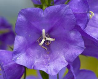 Zvonek broskvolistý ´Takion F1 Blue´ - Campanula persicifolia 'Takion F1 Blue'