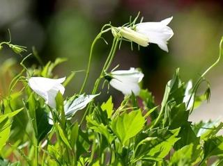Zvonek cochleariifolia ´Baby White´ - Campanula cochleariifolia 'Baby White'
