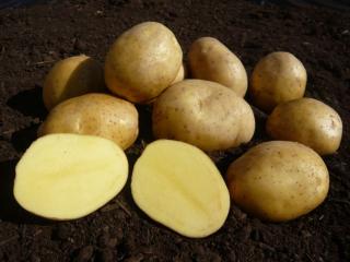 Adéla sadbové brambory 10kg