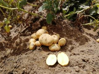 ANUSCHKA sadbové brambory 10kg
