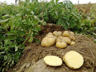 Belana sadbové brambory 1kg