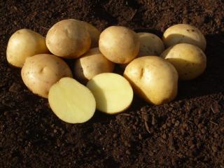 MADEIRA sadbové brambory 1kg