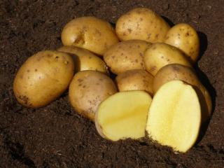 Sadbové brambory AGRIA 10kg