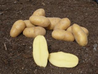 Sadbové brambory Ditta 10kg