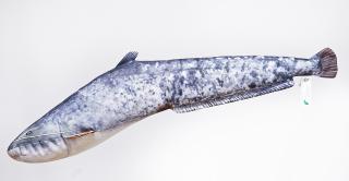 Plyšová ryba střední tuňák Imitace ryby střední sumec