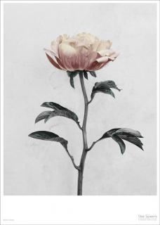 Plakát Paeonia, 50 x 70 cm