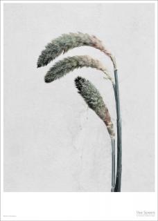 Plakát Pennisetum, 50 x 70 cm