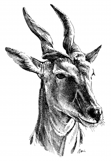 Antilopa Losí / Eland 100g DROËWORS (JAR) (CZ)