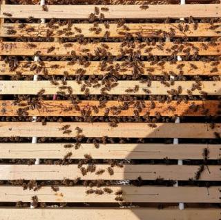 Vyzimované včelstvo 10 rámků s úlem