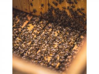 Vyzimované včelstvo na 10 rámcích