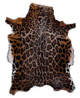 antilopa BLESBOCK - potisk leopard