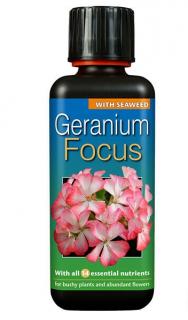 GT - Geranium focus