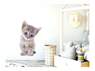 Nálepka na zeď - zvířátka - koťátko Velikost: malá