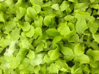 sadba salátu- k rychlení  velké hlávky pia kvalitní sadba z holandských semen