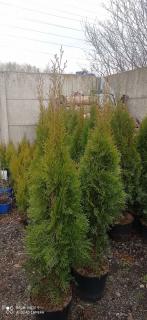 Thuja occidentalis 'Smaragd' v květináči dobře zakořeněné (rostou vněm od mala) za super cenu velikost kolem 150 - 180cm