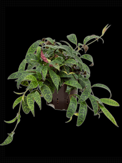 Aeschynanthus marmoratus, průměr 13 cm - hydroponie  Rděnka