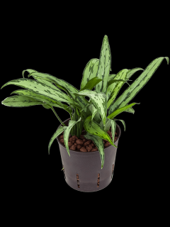 Aglaonema Cutlass, průměr 13 cm - hydroponie  Aglaonema, Spící panna