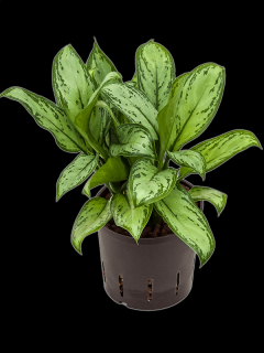 Aglaonema Maria Christina, průměr 13 cm - hydroponie  Aglaonema, Spící panna