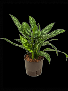 Aglaonema Maria, průměr 13 cm - hydroponie  Aglaonema, Spící panna