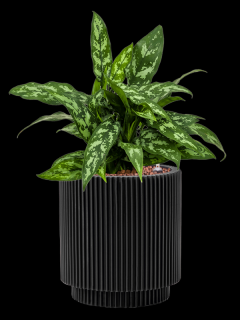 Aglaonema Maria v obalu Capi Nature Groove - hydroponie, průměr 19 cm  Aglaonema, Spící panna