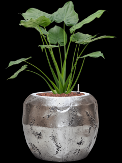 Alocasia cucullata v obalu Baq Opus Raw - hydroponie, průměr 50 cm  Alokásie,  Alokázie