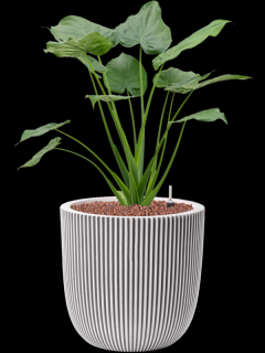 Alocasia cucullata v obalu Capi Nature Groove NL - hydroponie, průměr 43 cm  Alokásie,  Alokázie