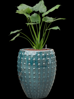 Alocasia cucullata v obalu Laos - hydroponie, průměr 44 cm  Alokásie,  Alokázie