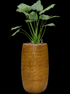 Alocasia cucullata v obalu Marly - hydroponie, průměr 36 cm  Alokásie,  Alokázie