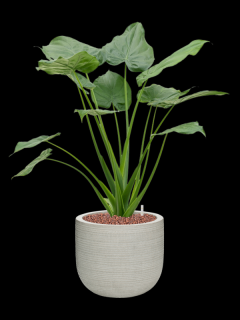 Alocasia cucullata v obalu Ridged Horizontally - hydroponie, průměr 28 cm  Alokásie,  Alokázie