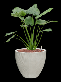 Alocasia cucullata v obalu Ridged Vertically - hydroponie, průměr 41 cm  Alokásie,  Alokázie