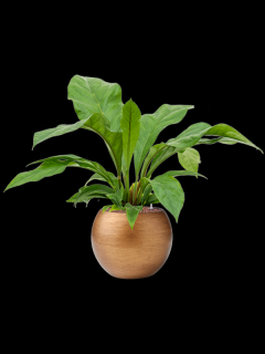 Anthurium elipticum Jungle bush v obalu Capi Lux Retro - hydroponie, průměr 29 cm  Anturie, Toulitka, Prasečí ocásek