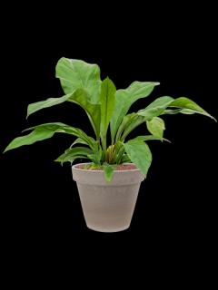 Anthurium elipticum Jungle bush v obalu Terra Cotta - hydroponie, průměr 35 cm  Anturie, Toulitka, Prasečí ocásek