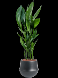 Aspidistra elatior v obalu Fusion - hydroponie, průměr 32 cm  Kořenokvětka