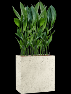 Aspidistra elatior v obalu Grigio - hydroponie  Kořenokvětka
