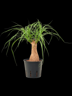 Beaucarnea recurvata, průměr 13 cm - hydroponie  Nolina, Sloní noha, Bokarnea