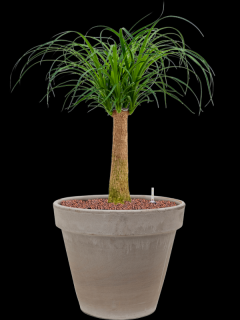 Beaucarnea recurvata v obalu Terra Cotta - hydroponie, průměr 35 cm  Nolina, Sloní noha, Bokarnea