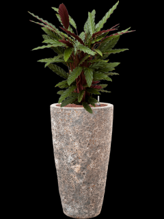 Calathea rufibarba Wavestar v obalu Baq Lava - hydroponie, průměr 35 cm  Kalatea